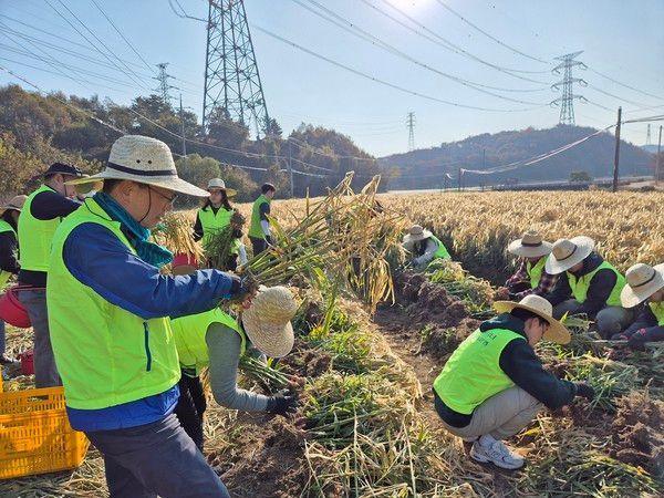 12일 강신노 농협은행 리스크관리부문 부행장과 직원들이 충남 서산시 농가를 찾아 수확철 일손돕기를 진행하고 있다. /사진=NH농협은행