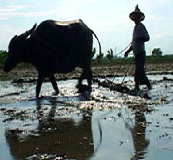 대만 다큐멘터리 '마지막 농사꾼'의 한 장면 /사진=한국씨네마테크협의회