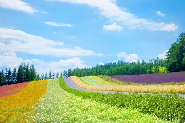 북해도 팜도미타 / 사진=롯데관광개발