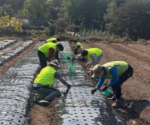 정태영 NH농협은행 정보보호부문 부행장과 직원들이 이날 경기도 의왕시 관내농가에서 일손돕기를 실시했다. / 사진=NH농협은행