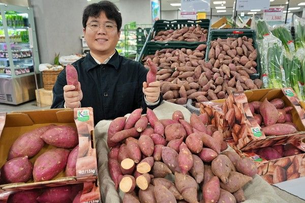 호풍미 고구마 /사진=롯데마트