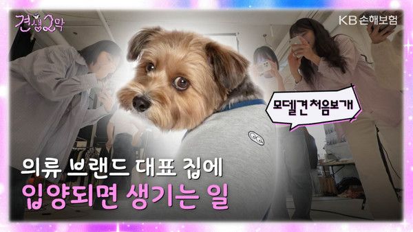 사진=KB손해보험