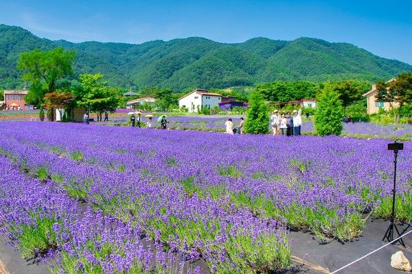 고성 라벤더 축제 /사진=이랜드파크