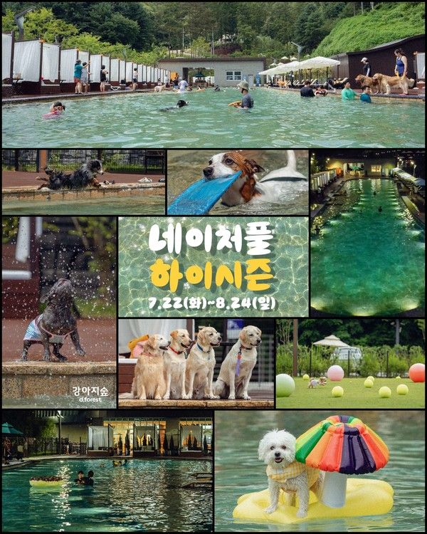 강아지숲은 1일 '네이처풀 하이시즌' 온라인 사전예매를 전격 오픈했다. 네이처풀 하이시즌 포스터./사진=강아지숲