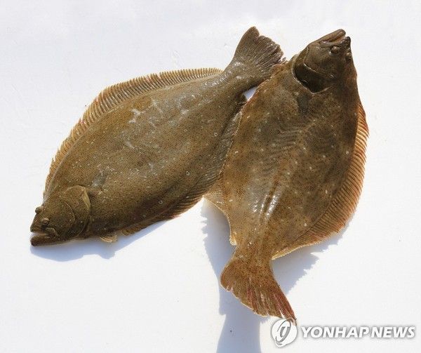 광어 / 사진=연합뉴스