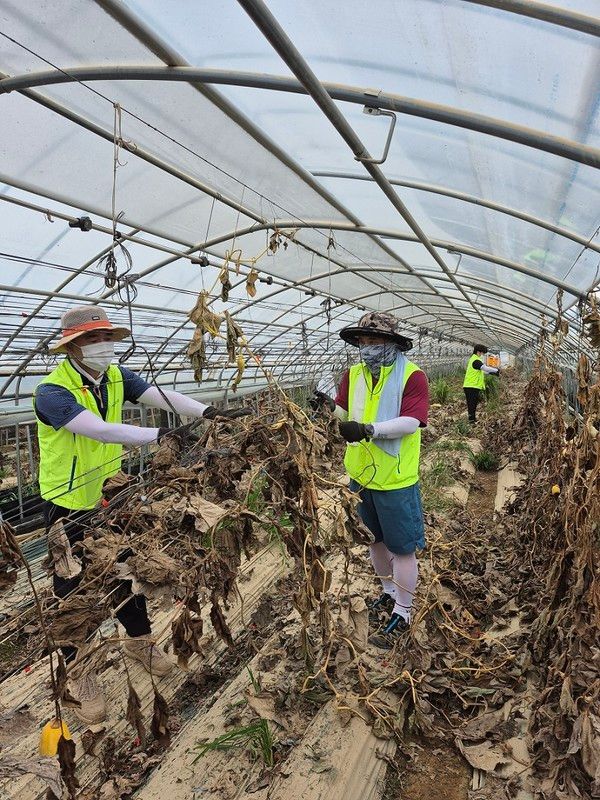 김성훈 NH농협은행 여신심사부문 부행장(가운데)과 임직원들이 지난달 31일 충북 청주시 오송읍 일대 침수농가를 찾아 수해복구 작업을 진행하고 있다.