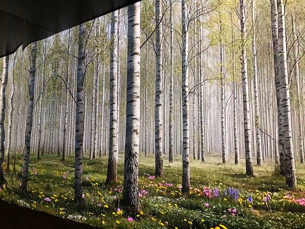 경북 영양군의 자작나무 숲을 사계절로 표현한 미디어아트 /사진=김현정 기자