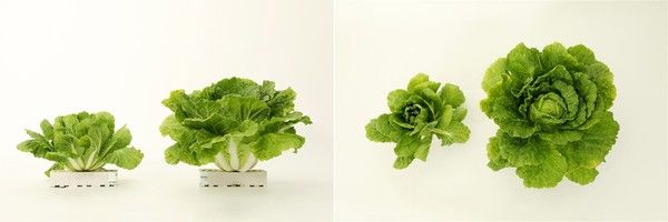 사진=CJ제일제당