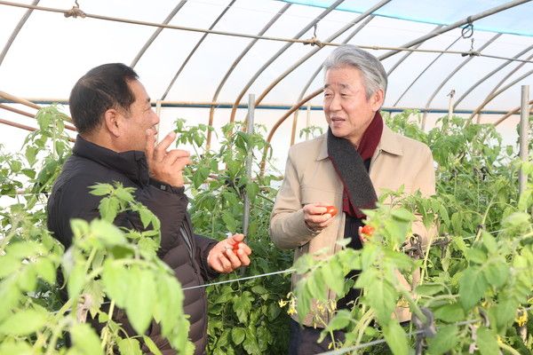 강호동 농협중앙회장(왼쪽)이 충남 논산 토마토 하우스에서 토마토 생육동향을 점검하고 있다./사진=농협중앙회