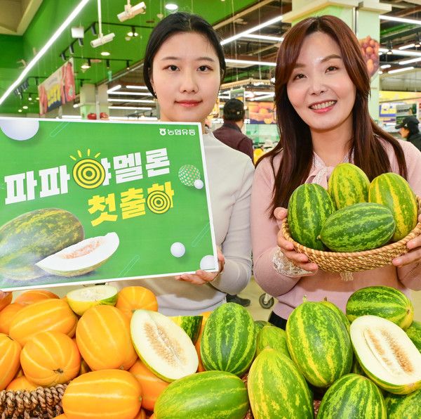 22일 서울 서초구 농협 하나로마트 양재점에서 모델들이 처음 출하된 국내산 파파야 멜론을 선보이고 있다. /사진=농협유통