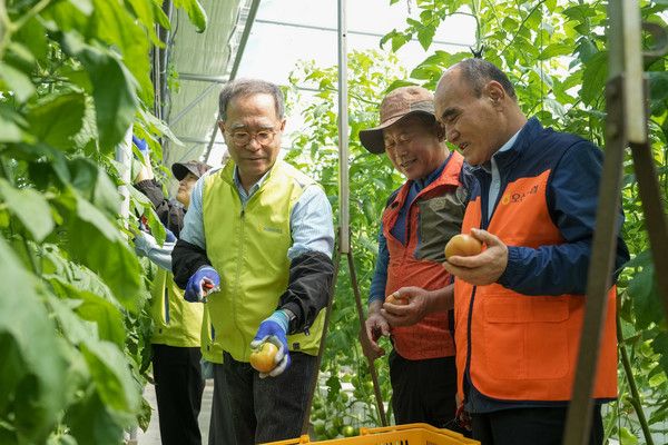 NH농협금융지주 이찬우 회장(오른쪽에서 세 번째), 다원농장 백승준 대표(오른쪽에서 두 번째), 오산농협 이기택 조합장(오른쪽에서 첫 번째)이 토마토를 수확하고 있다. / 사진=NH농협금융
