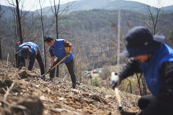 경북 안동 산불 피해지에서 신한금융그룹 직원들이 봉사활동을 하고 있다. / 사진=신한금융그룹.