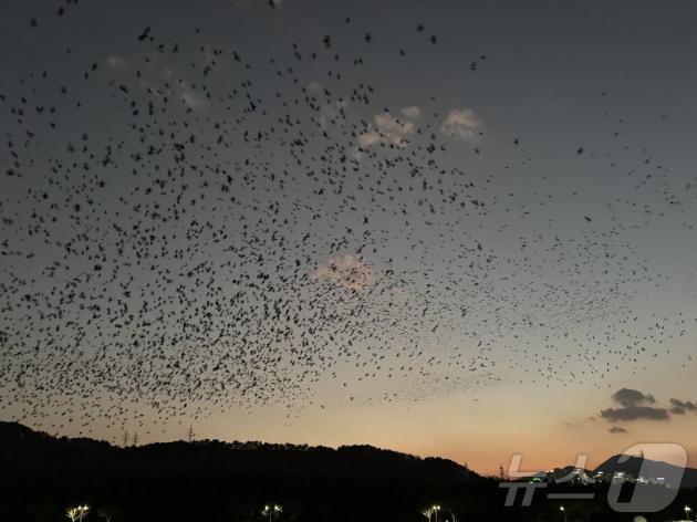 산을 찾은 떼까마귀 수만 마리가 태화강 노을을 배경으로 화려한 군무를 펼치고 있다./뉴스1 ⓒ News1