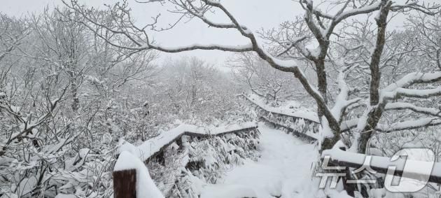 전북 무주 덕유산국립공원에 밤사이 내린 첫눈이 쌓여 있다. (덕유산국립공원사무소 제공) 2024.11.27/뉴스1