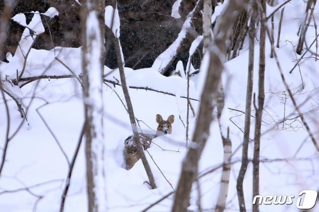 폭설에 갇힌 새끼 고라니.(자료사진)/뉴스1 DB