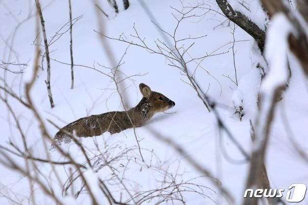 폭설에 갇힌 고라니 자료사진. (인제군 제공)