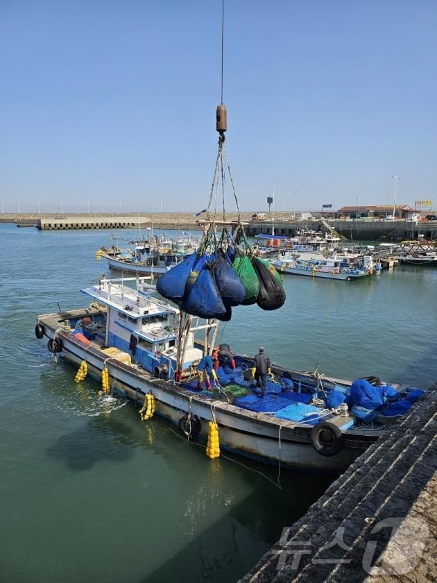 전북 군산시 비응도동에서 물김 위판을 위한 작업이 이뤄지고 있다.(군산수협 제공) 2025.1.26/뉴스1