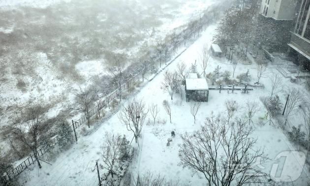 전북 전역에 대설특보가 발효된 28일 전북자치도 완주군 삼봉로 일원에 눈이 내리고 있다. 2025.1.28/뉴스1 ⓒ News1 유경석 기자