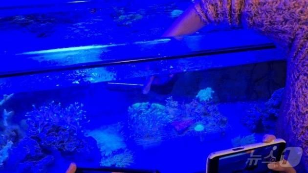 24일(현지 시간) 미국 캘리포니아대 샌디에이고(UCSD) 스크립스 해양학 연구소에서 연구진이 갤럭시 S25를 활용해 수조에 심어진 산호초를 촬영하는 모습./뉴스1 ⓒ News1 윤주영 기자