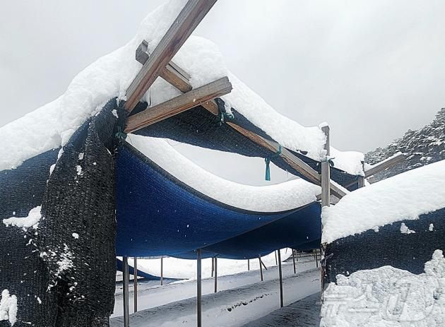 28일 대설특보가 발령된 경북 북부지역에 많은 눈이 내리면서 피해가 잇따르고 있다. 이날 많은 눈이 내리면서 충남 금산군의 한 인삼밭에 설치된 가림막이 눈 무게를 이기지 못하고 휘어져 있다. 2025.1.28/뉴스1 ⓒ News1 이시우 기자