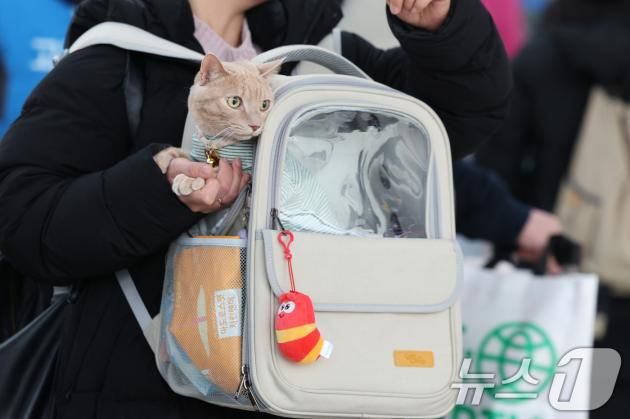 설 연휴 마지막 날인 30일 오전 기차를 이용해 서울역에 도착한 귀경객이 반려묘와 함께 집으로 향하고 있다. 2025.1.30/뉴스1 ⓒ News1 신웅수 기자