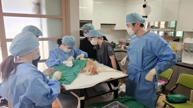청주시 길고양이 중성화 수술.