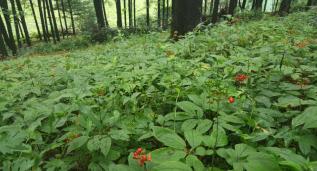 ▲ 자료제공 :&nbsp;한국산양삼협회