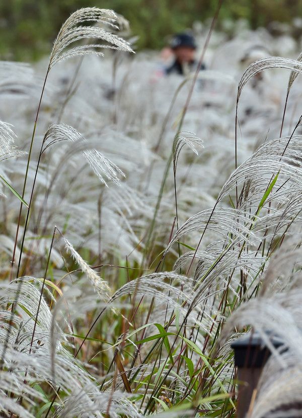 ▲ 완연한 가을 날씨를 보인 9일 대구 달서구 대명유수지를 찾은 시민들이 억새 산책로를 걸으며 깊어가는 가을을 만끽하고 있다. 2023.10.09. 사진=뉴시스