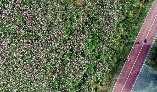 ▲ 11일 광주 북구 신용동 영산강변 거징이쉼터 일대에 코스모스가 펴 있다. (사진 = 광주 북구 제공) 2023.10.11. 사진=뉴시스