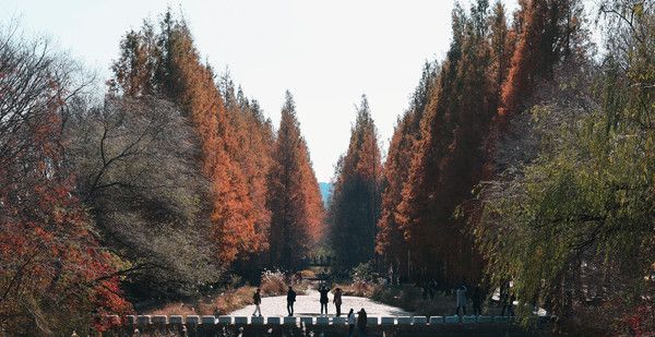 ▲ 지난 19일 경북 경주시 남산동 경북천년숲정원 메타세쿼이아 숲. 2023.11.19. 사진=뉴시스