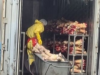 ▲ (본 기사와 무관한 사진)도축장 직원이 손질된 우족을 손수레에 싣고 외부 컨테이너 창고에 보관하고 있다. 사진=투데이코리아DB