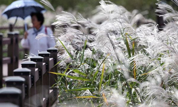 ▲ 완연한 가을 날씨를 보인 지난 2일 대구 달서구 대명유수지를 찾은 한 시민이 억새 산책로를 걸으며 깊어가는 가을을 만끽하고 있다. 사진=뉴시스