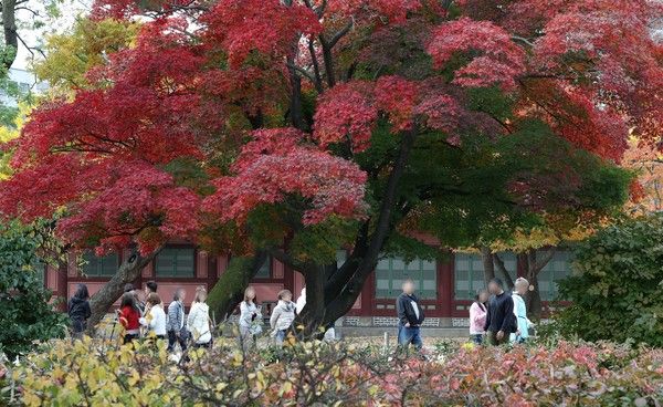 ▲ 온화한 날씨가 이어지고 있는 10일 서울 종로구 창덕궁을 찾은 관광객들이 즐거운 시간을 보내고 있다. 사진=뉴시스