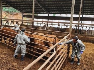 ▲ 강릉시가 한우농가에서 럼피스킨 예방접종에 나서고 있는 모습. 사진=강릉시