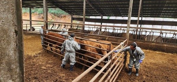 ▲ 강릉시가 한우농가에서 럼피스킨 예방접종에 나서고 있는 모습. 사진=강릉시