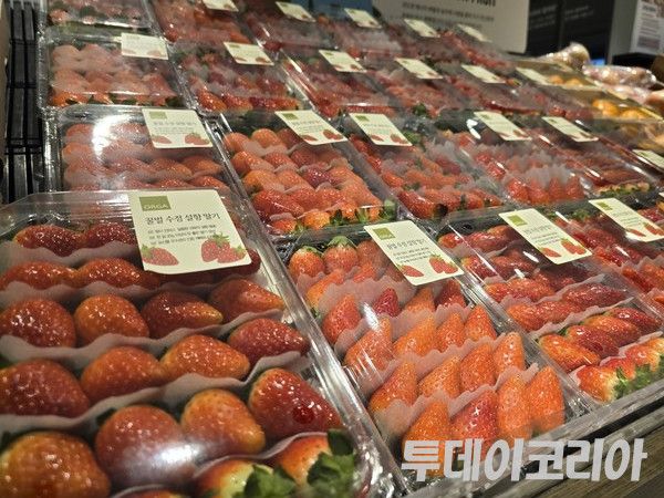 ▲ 서울 시내 한 마트에서 판매되고 있는 딸기. 사진=투데이코리아