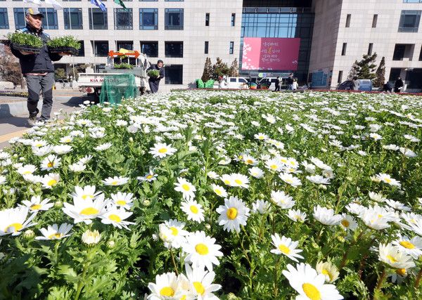 ▲ 지난 13일 오전 인천 부평구청 잔디밭에서 구청 관계자들이 거리 화단에 심을 봄 꽃을 내려놓고 있다. 2024.03.13. 사진=뉴시스