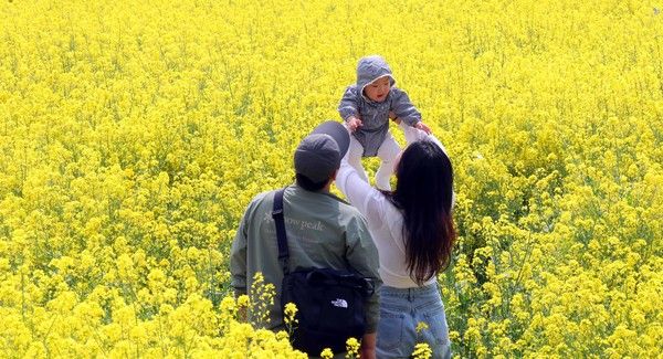 ▲ 포근한 날씨를 보인 12일 부산 강서구 대저생태공원 유채꽃밭을 찾은 한 가족이 봄 나들이를 즐기고 있다. 2024.04.12. 사진=뉴시스