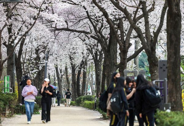 ▲ 지난 5일 서울 강북구 우이천 인근 벚꽃길에서 시민들이 봄날씨를 만끽하고 있다. 2024.04.05. 사진=뉴시스