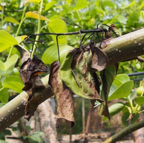 ▲ 홍성군 과수농가에 과수화상병이 발생한 모습. 사진=홍성군청