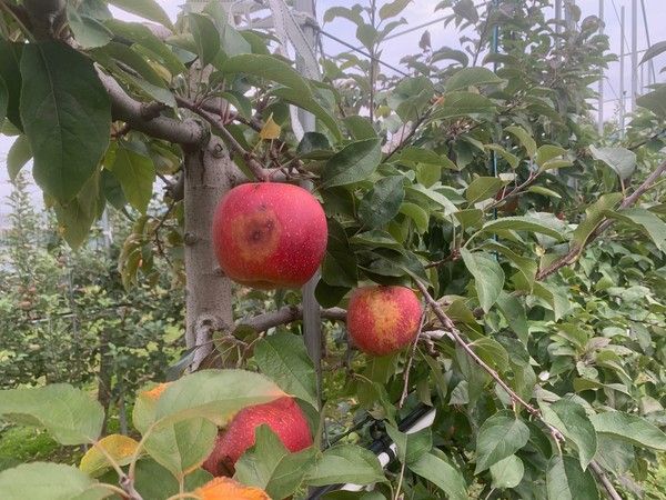 ▲ 탄저병에 감염된 사과의 모습. 사진=충북농업기술원