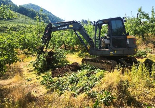▲ 14일 올해 첫 과수화상병이 발생이 확인된 충북 충주시 동량면 과수원에서 방역당국이 매몰작업을 준비하고 있다. 사진=뉴시스