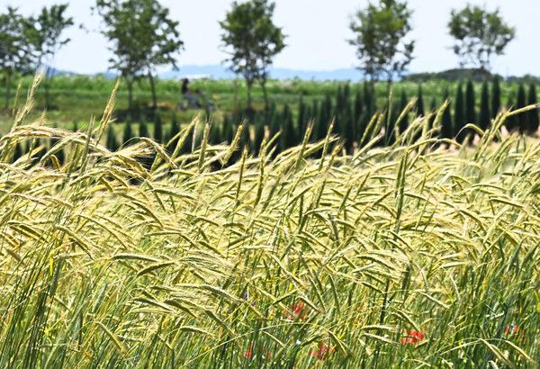 ▲ 절기상 망종을 이틀 앞둔 3일 경기도 안성시 안성팜랜드 초원에 호밀이 누렇게 익어가고 있다. 사진=뉴시스