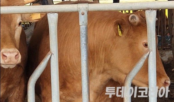 ▲충북 음성 한우 농가. 사진=투데이코리아