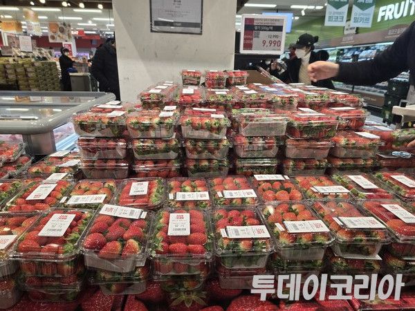 ▲ 경기도 내 한 대형마트에서 소비자들이 딸기를 살펴보고 있는 모습. 사진=투데이코리아