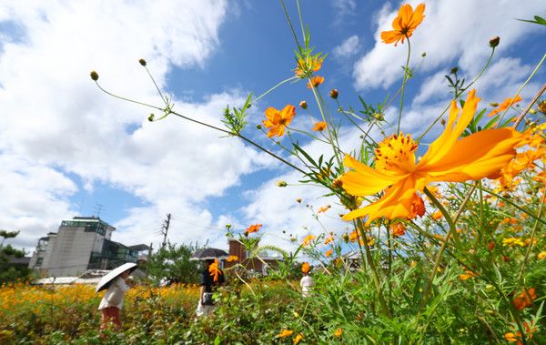 ▲ 서울 종로구 송현녹지광장을 찾은 시민들이 코스모스밭을 산책하고 있다. 사진=뉴시스
