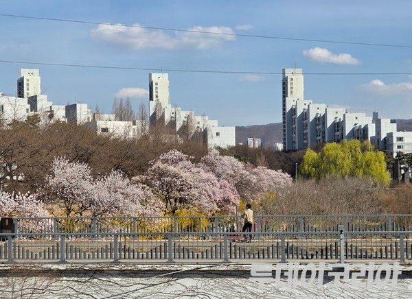 ▲ ▲ 서울 시내에서 한 시민이 꽃을 구경하고 있다. 사진=투데이코리아
