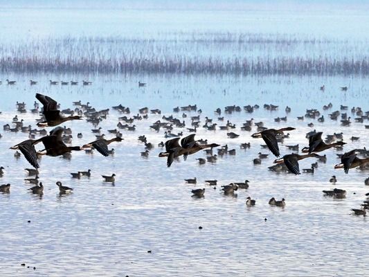 ▲ 1일 오전 대한민국 대표적인 철새도래지 경남 창원시 주남저수지에 재두루미, 검은목두루미, 큰고니, 노랑부리 저어새, 흰꼬리수리 등 천연기념물을 비롯해 철새 수만 마리가 찾아와 본격적인 월동에 들어갔다. 사진=뉴시스