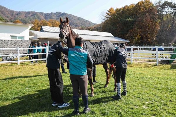 ▲ 봉사자들이 지난 13일 전북 장수목장에서 말 융카(20세)의 상태를 확인하고 있다. 사진=한국마사회