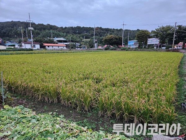 ▲ 경남 의령의 한 마을에 심어진 벼가 고개를 숙이고 있다. 사진=이기봉 기자